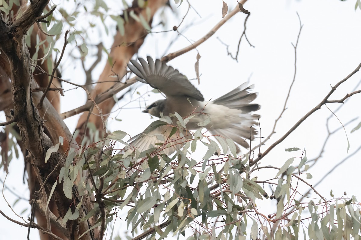 White-bellied Cuckooshrike - ML638509659