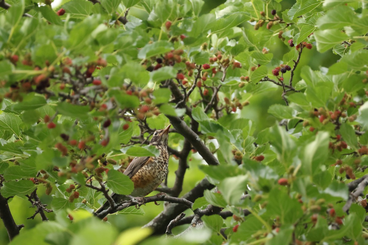 American Robin - ML638509669