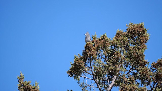 Mésange des genévriers - ML638509670