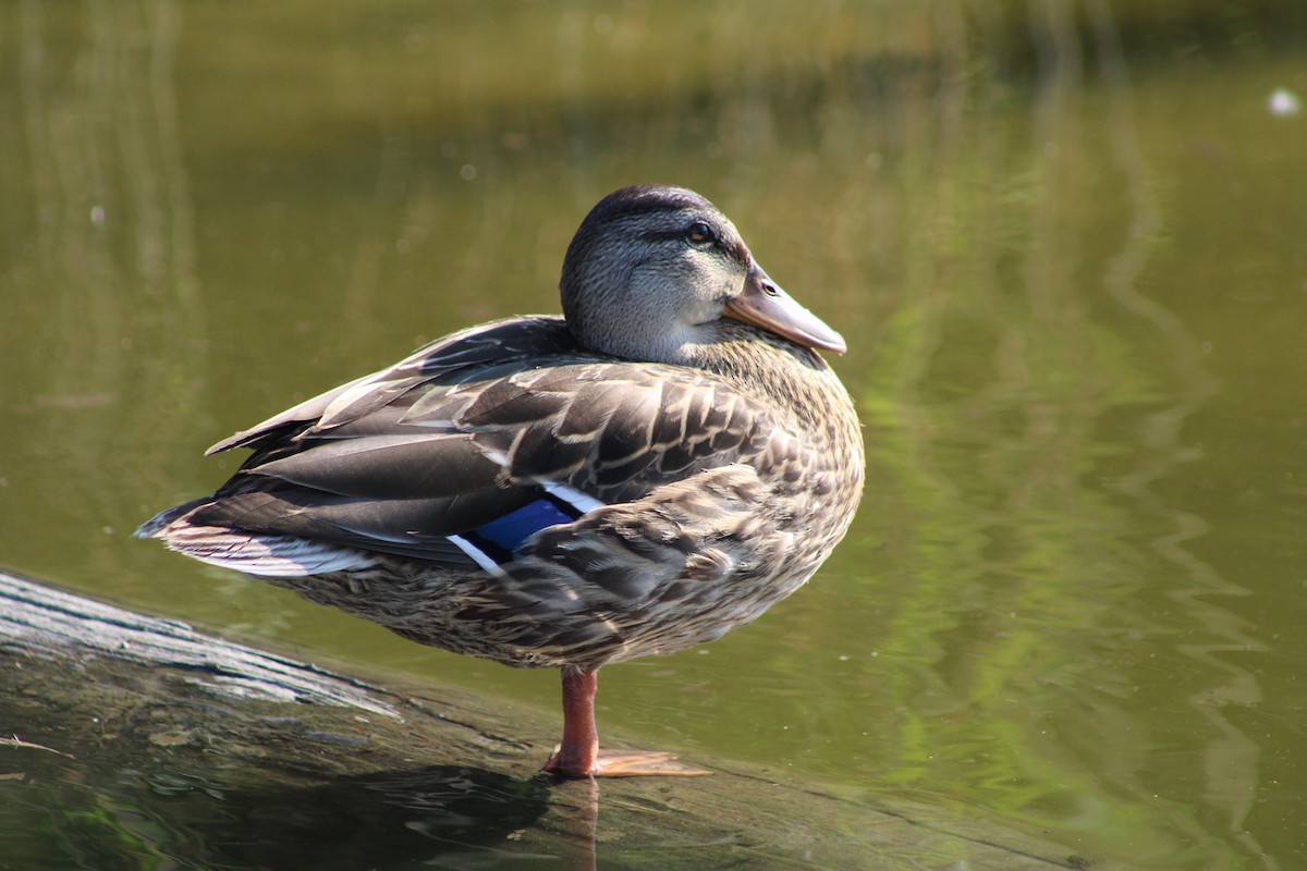 Stockente - ML638509678