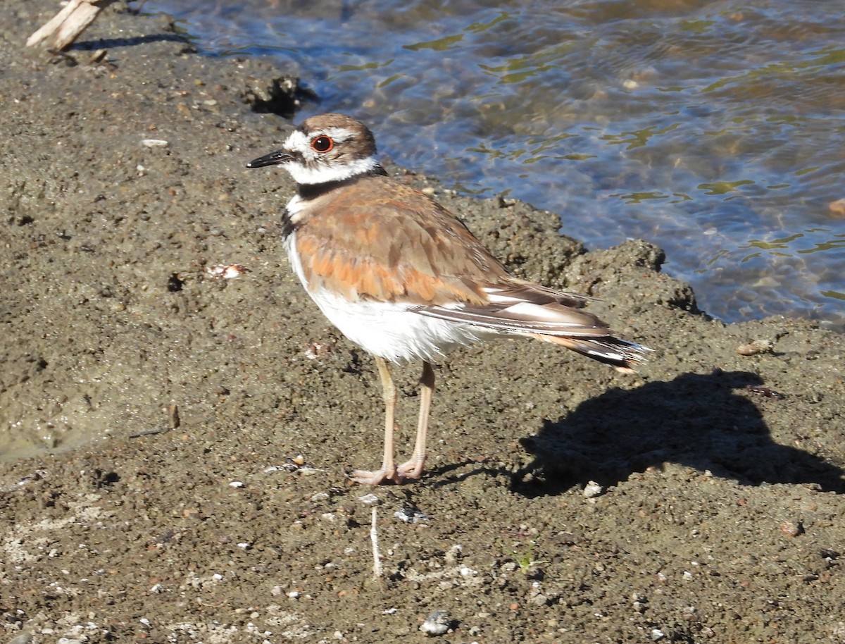 Killdeer - ML638509690