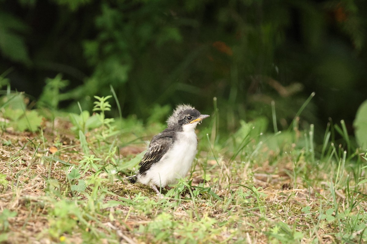 Eastern Kingbird - ML638509702