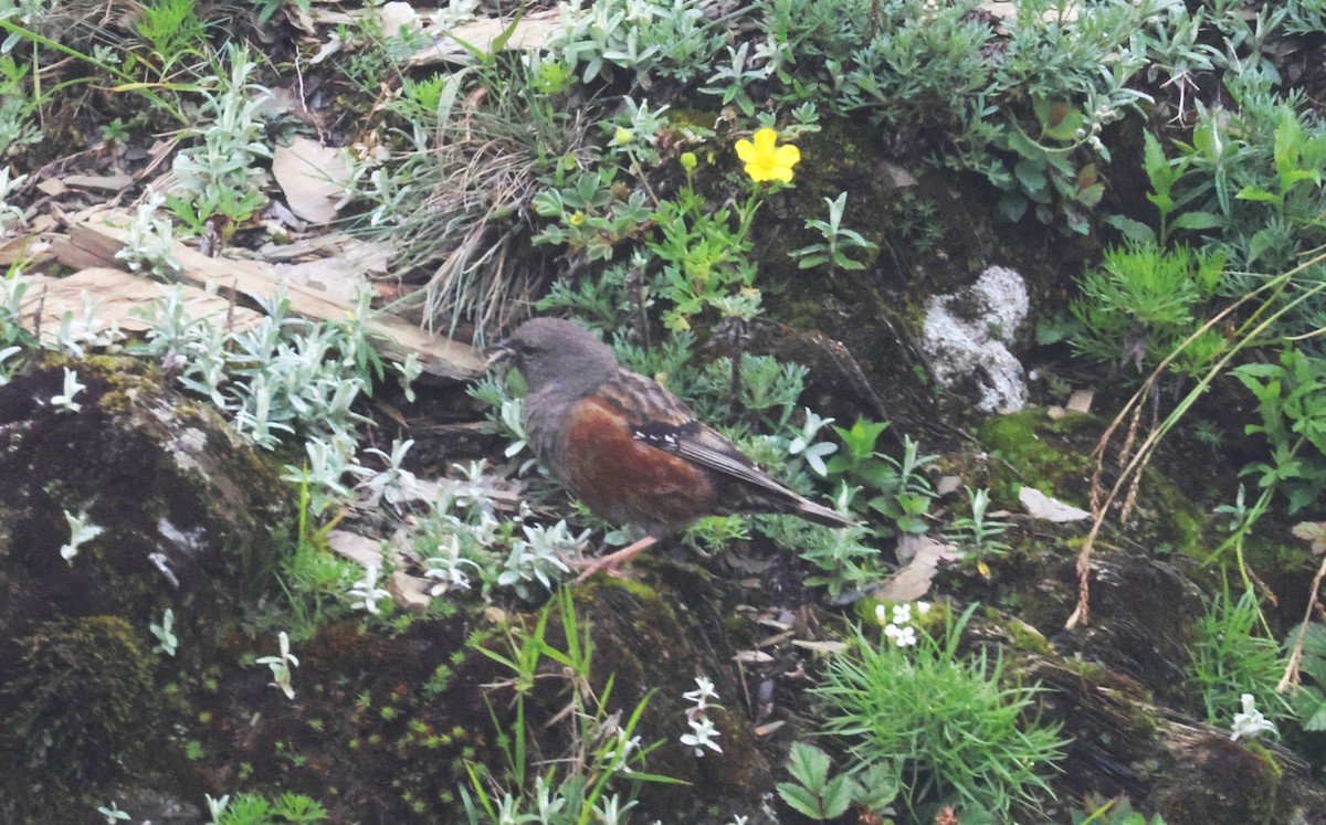 Alpine Accentor - ML638509703