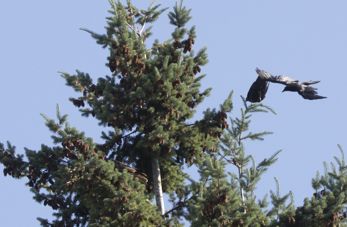 Red-tailed Hawk - ML638509719