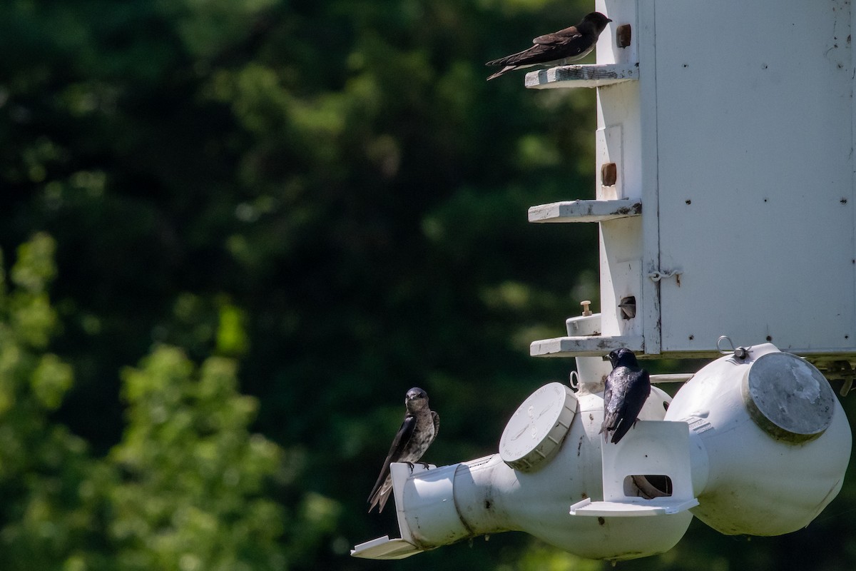 Purple Martin - ML638509729