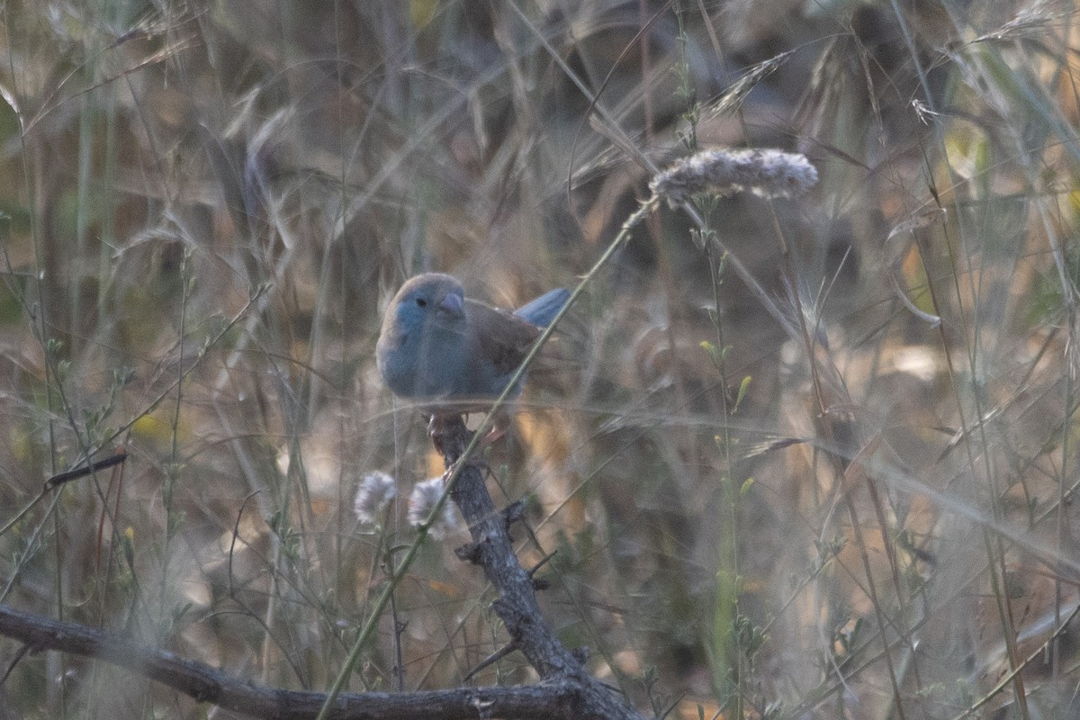 Southern Cordonbleu - ML638509736