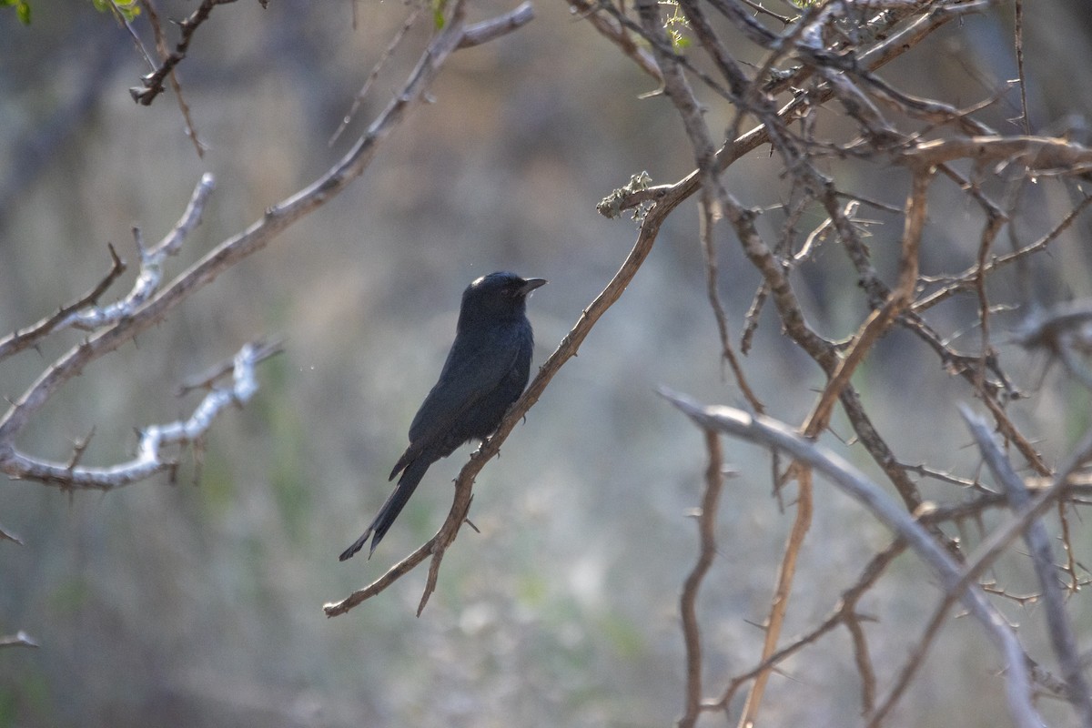Fork-tailed Drongo - ML638509756