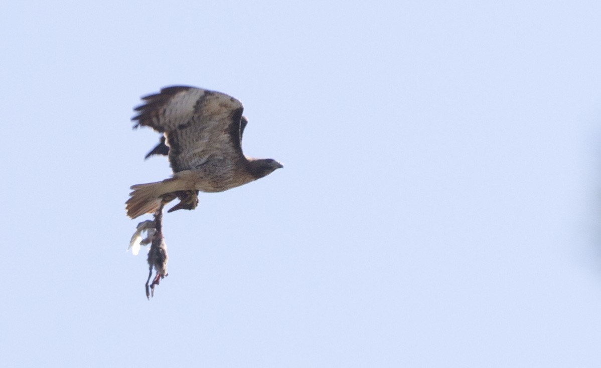 Red-tailed Hawk - ML638509757