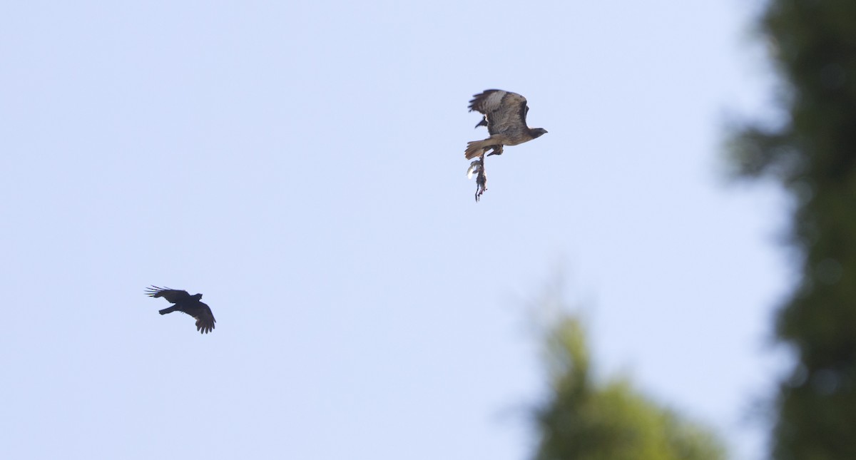Red-tailed Hawk - ML638509760