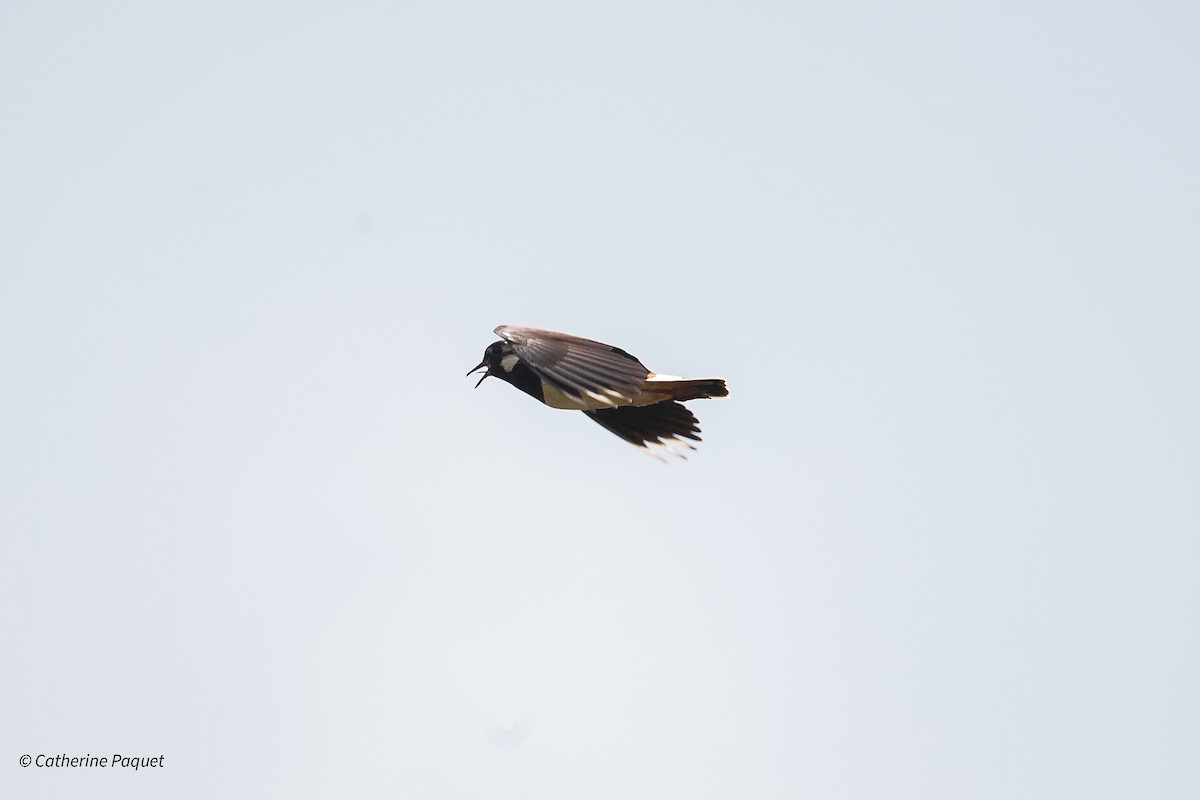 Northern Lapwing - ML638509767