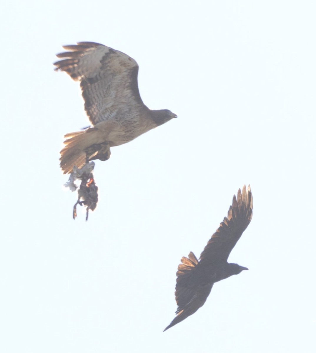 Red-tailed Hawk - ML638509768
