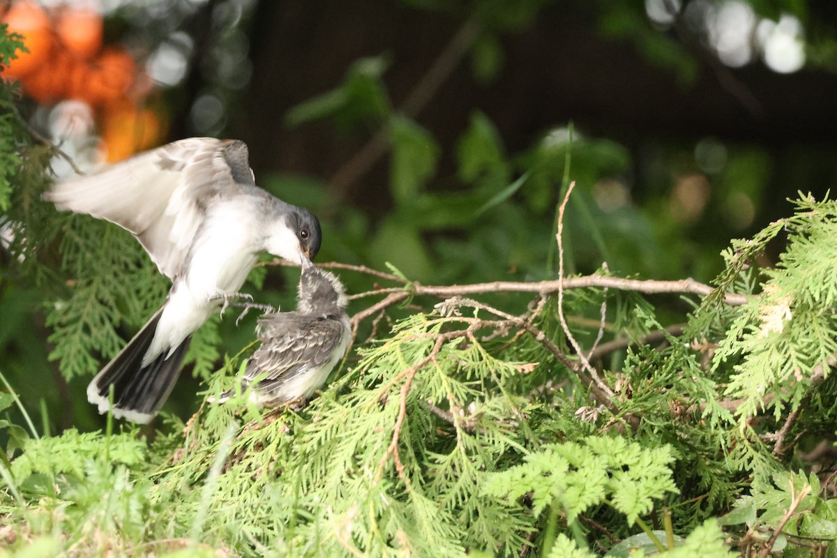 Eastern Kingbird - ML638509776