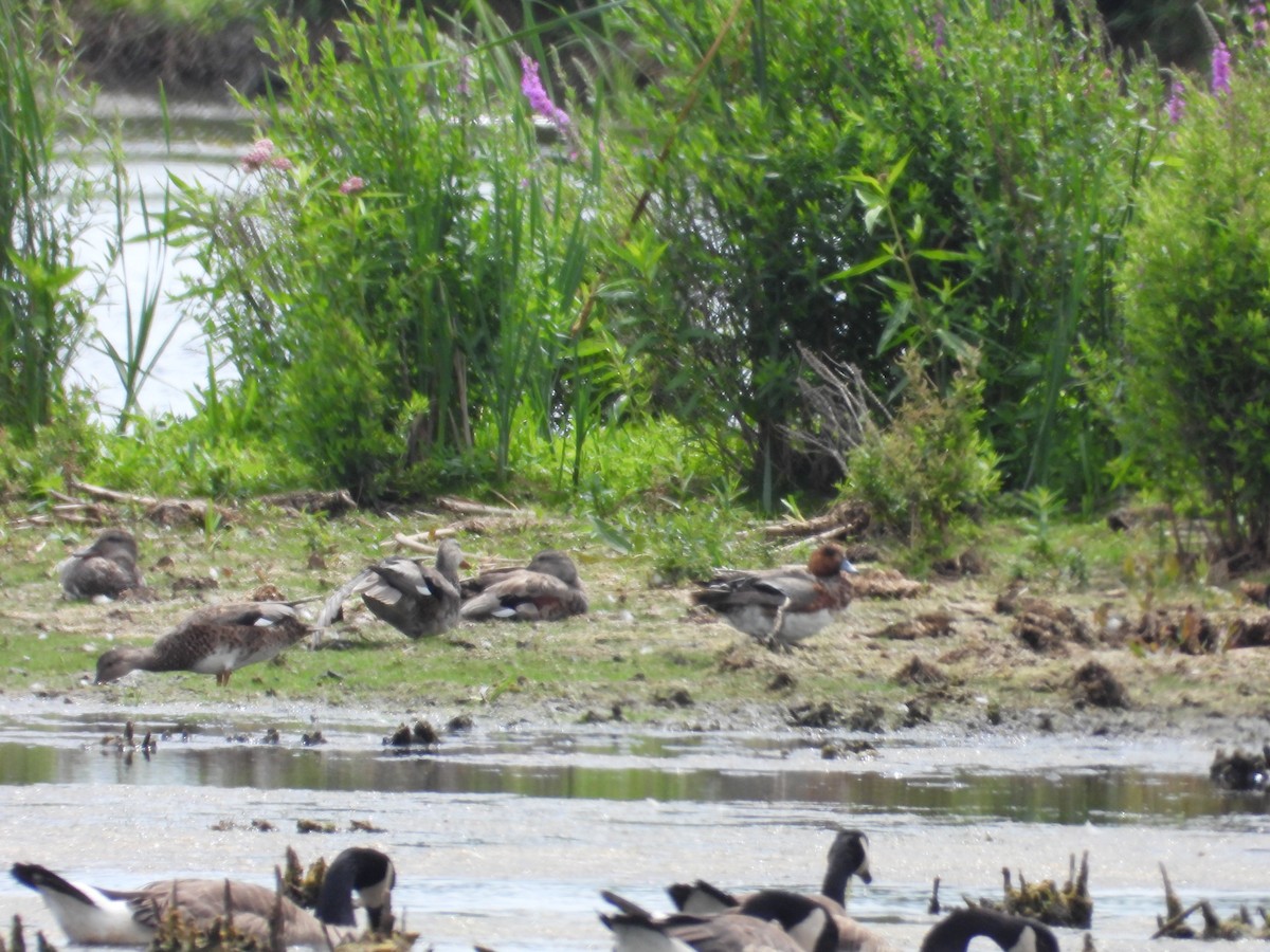 Eurasian Wigeon - ML638509784