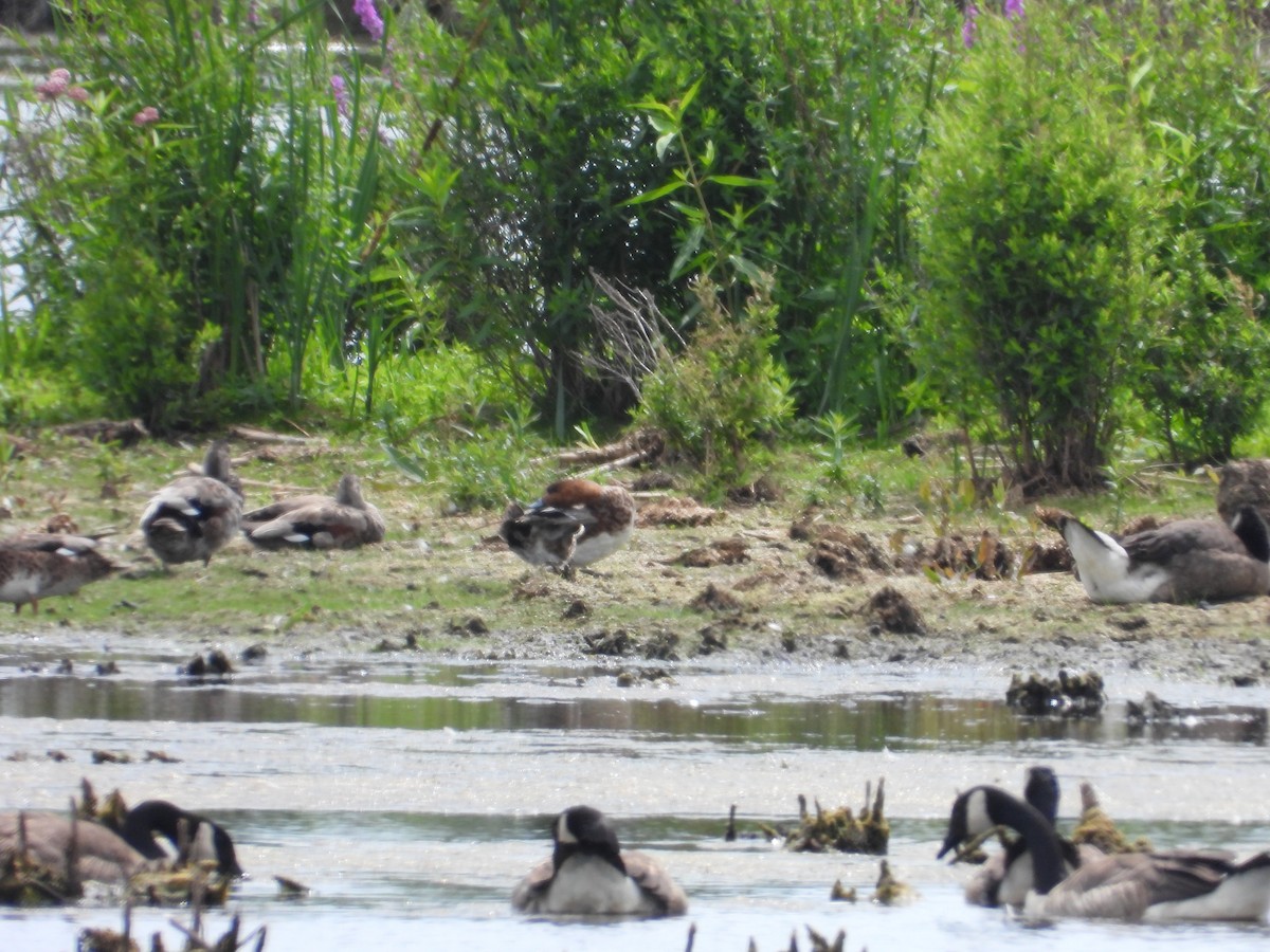 Eurasian Wigeon - ML638509785