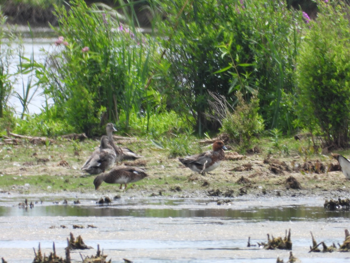 Eurasian Wigeon - ML638509786