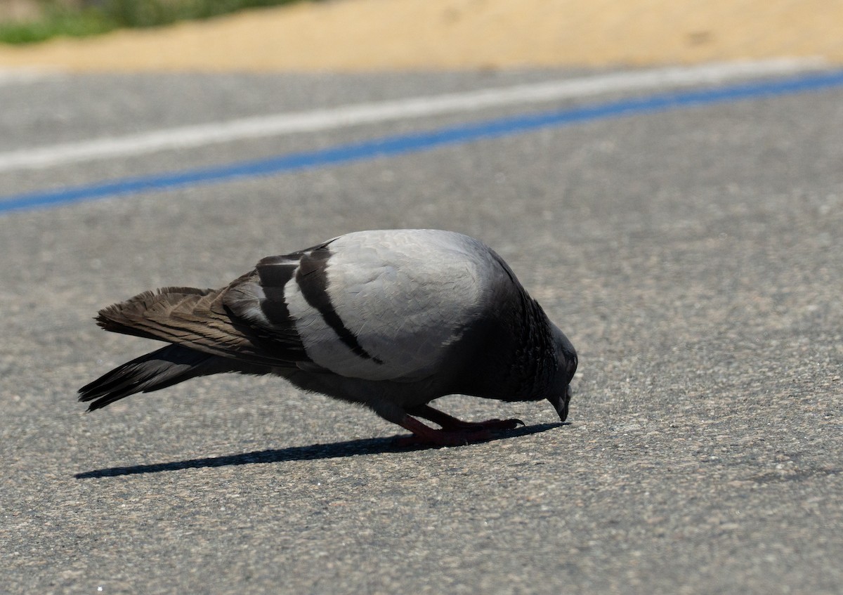 Rock Pigeon (Feral Pigeon) - ML638509793