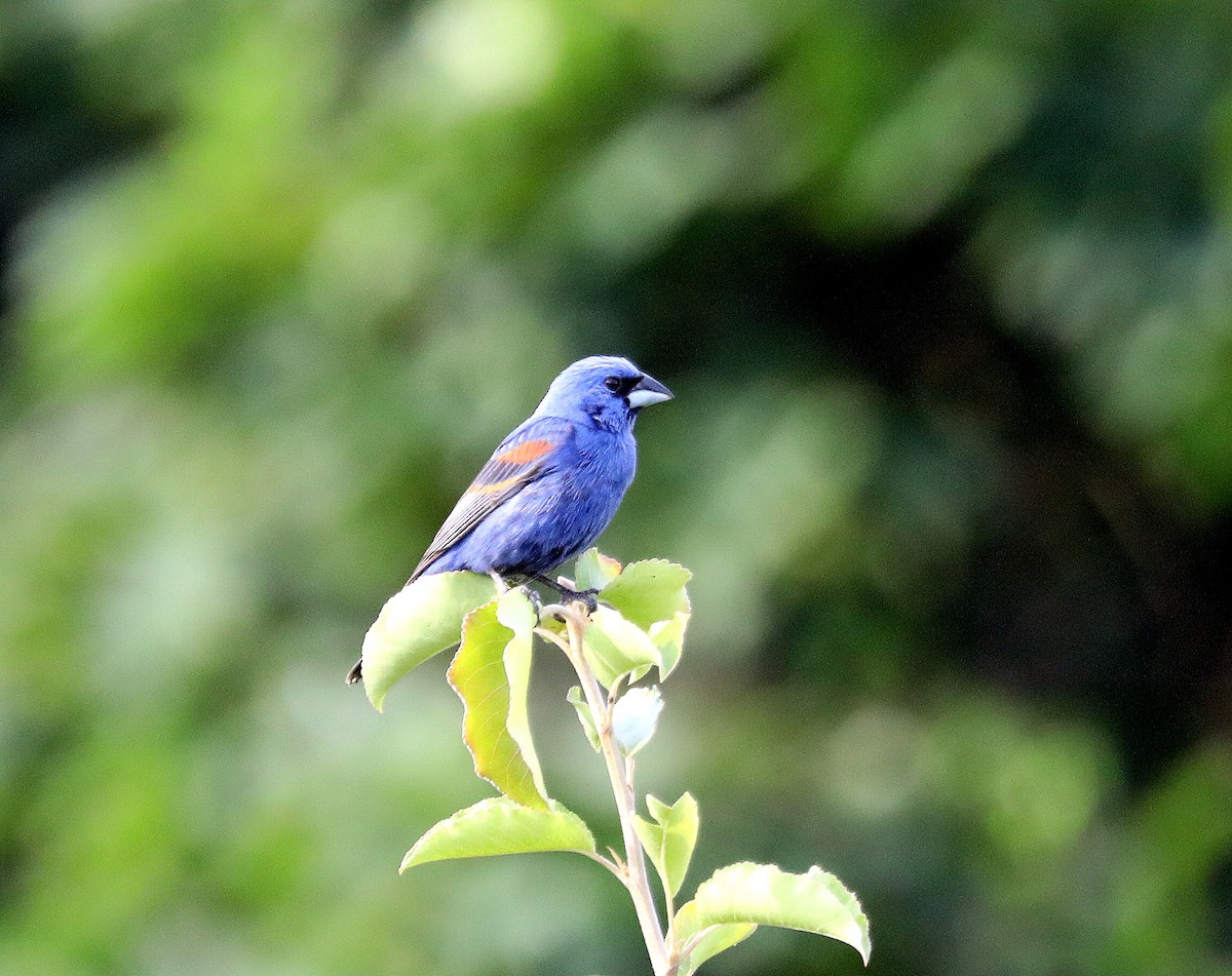 Blue Grosbeak - ML638509801