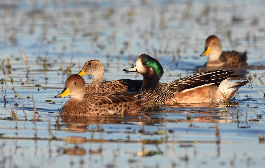Чилийская свиязь - ML638509809