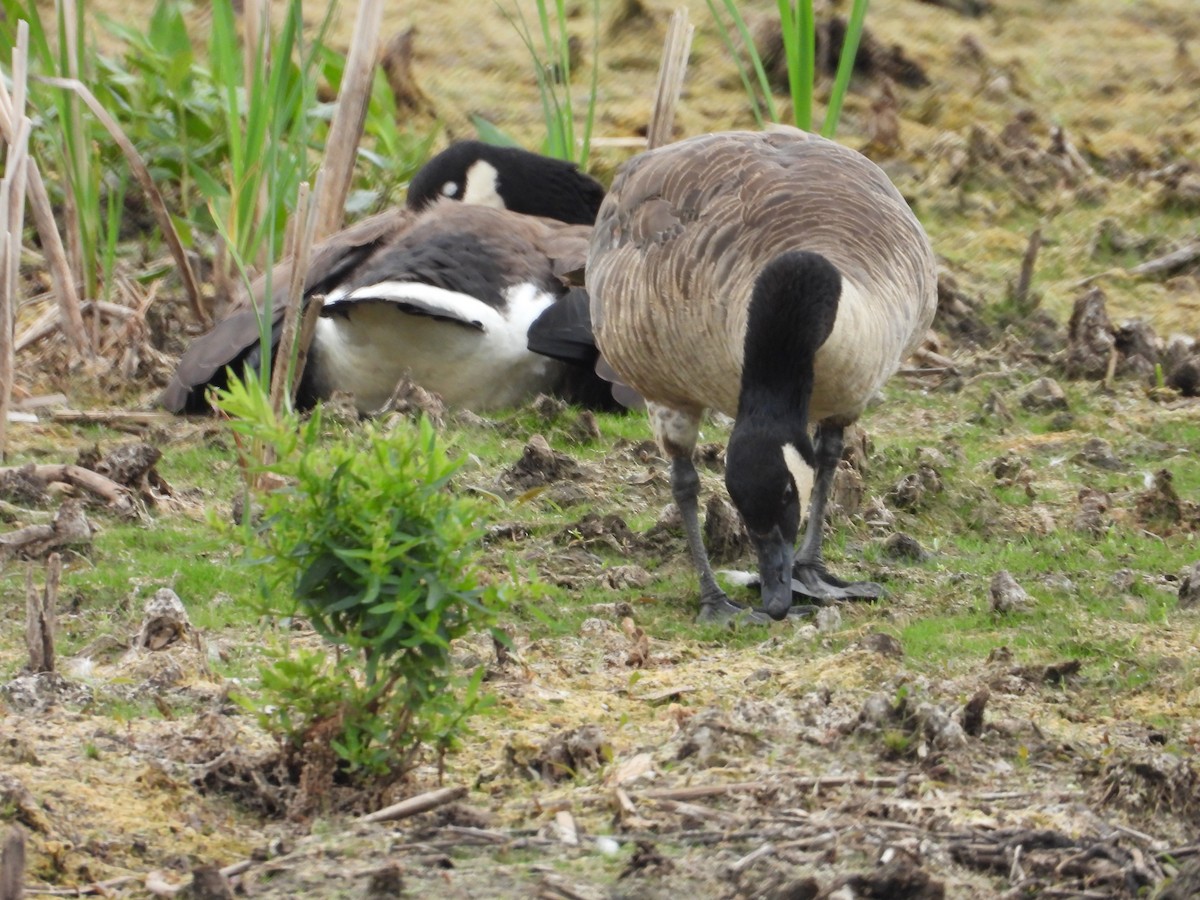 Canada Goose - ML638509811