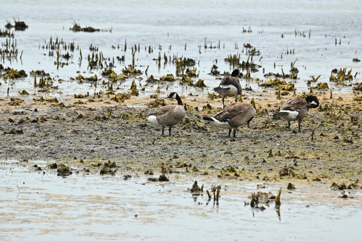 Canada Goose - ML638509812