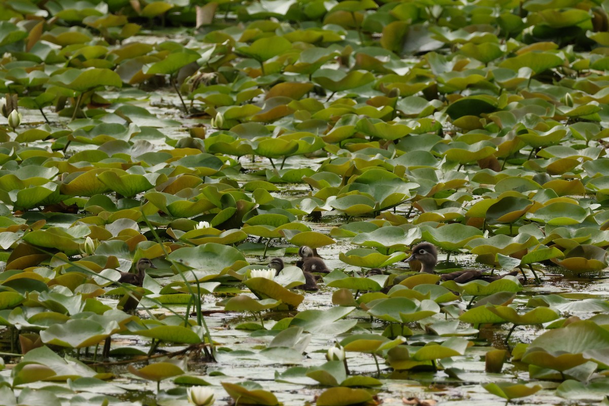 Wood Duck - ML638509830