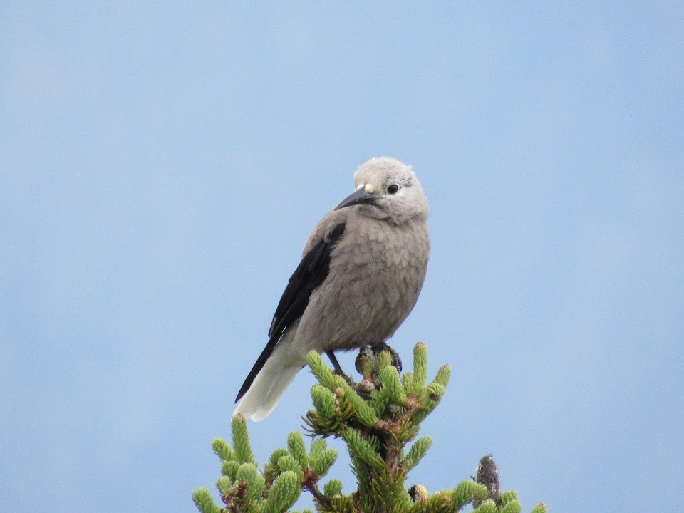 Clark's Nutcracker - ML638509875
