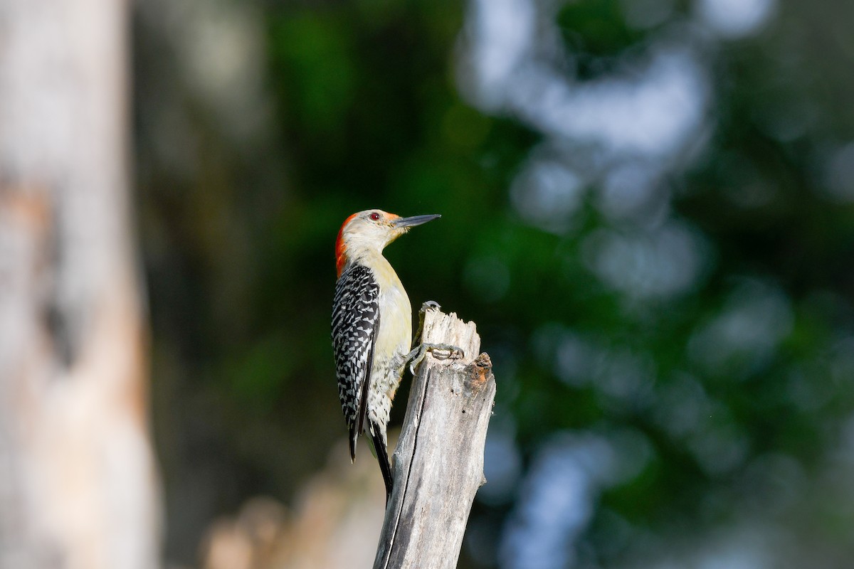 Red-bellied Woodpecker - ML638509879