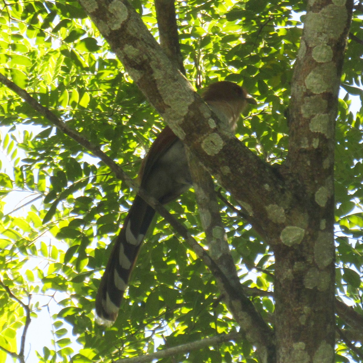 Squirrel Cuckoo - ML638509882