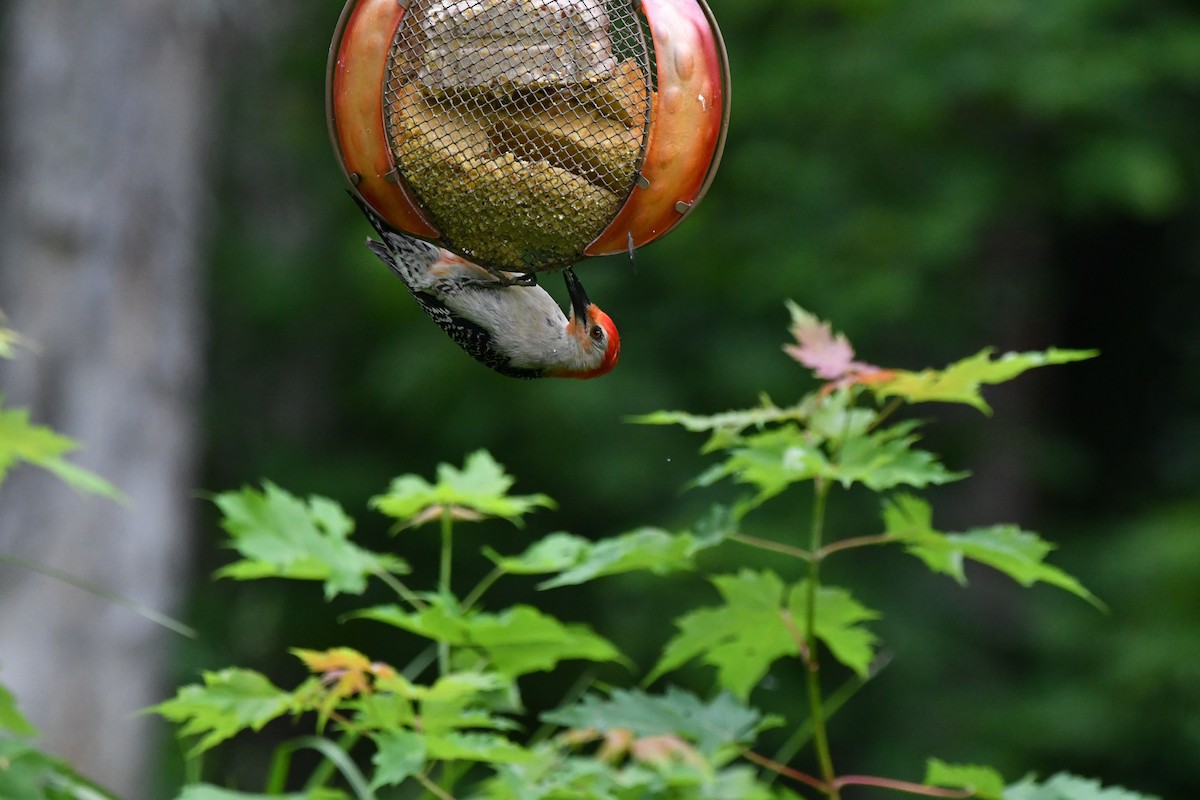 Red-bellied Woodpecker - ML638509887