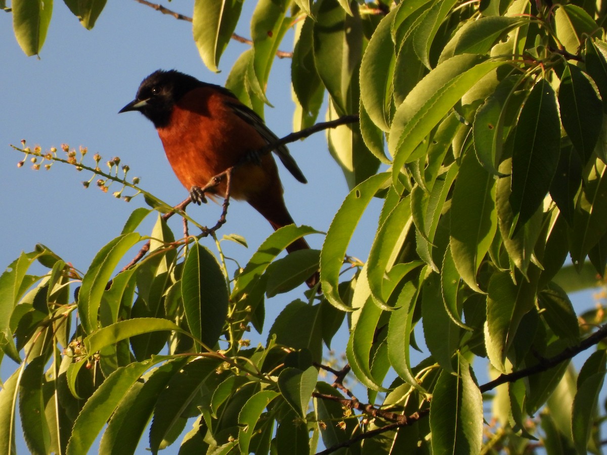 Orchard Oriole - ML638509889