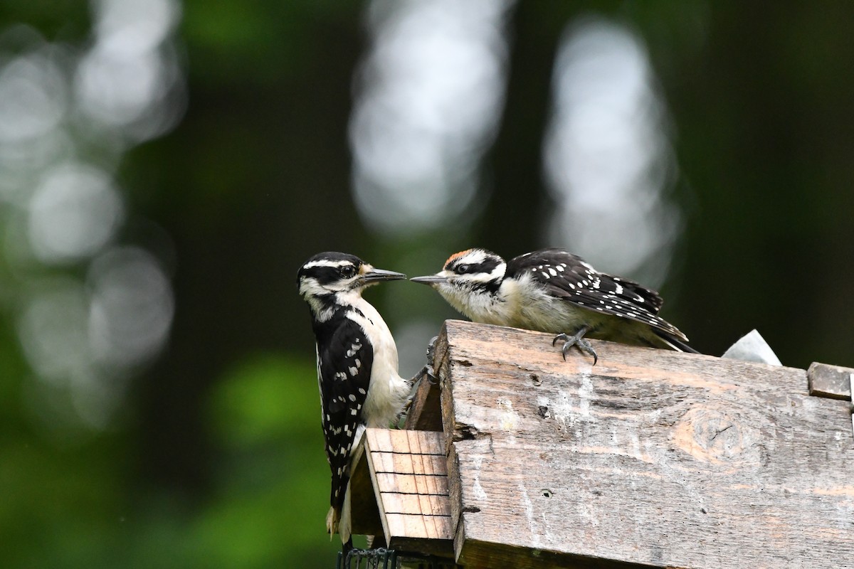 Downy Woodpecker - ML638509897
