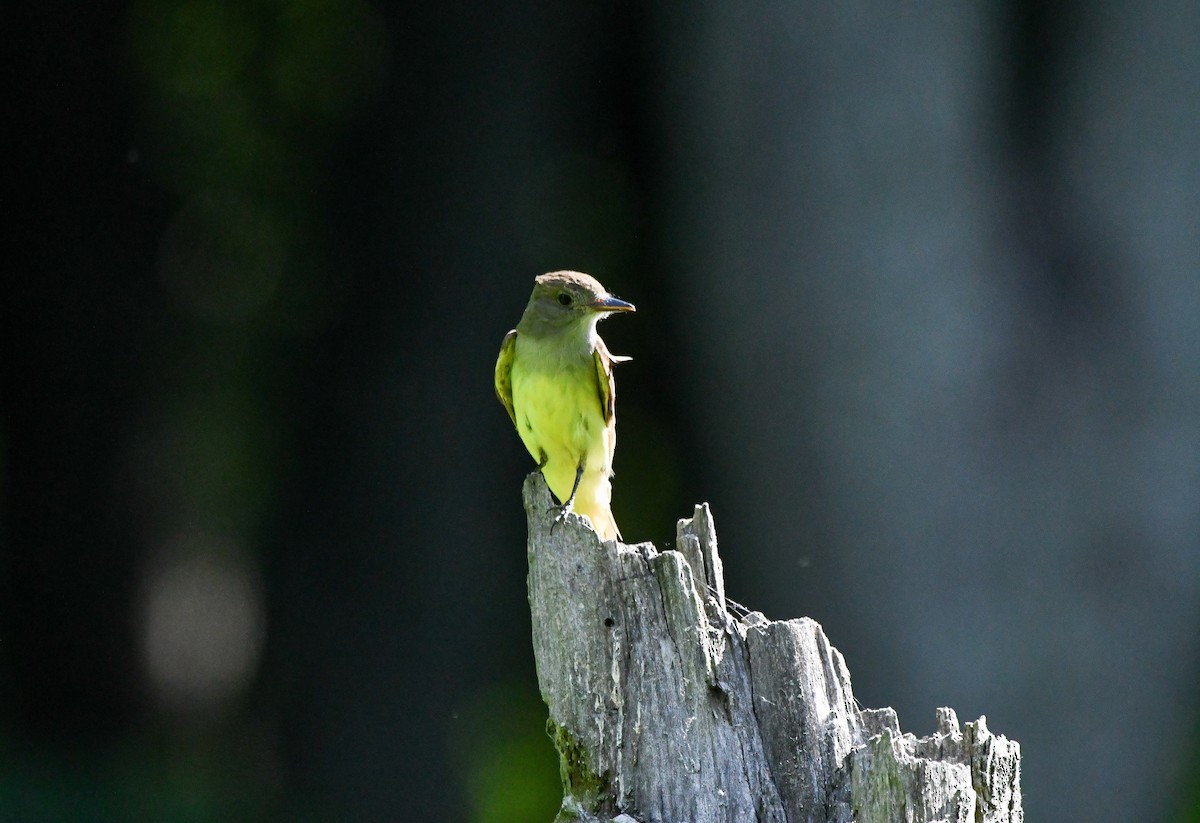 Great Crested Flycatcher - ML638509903