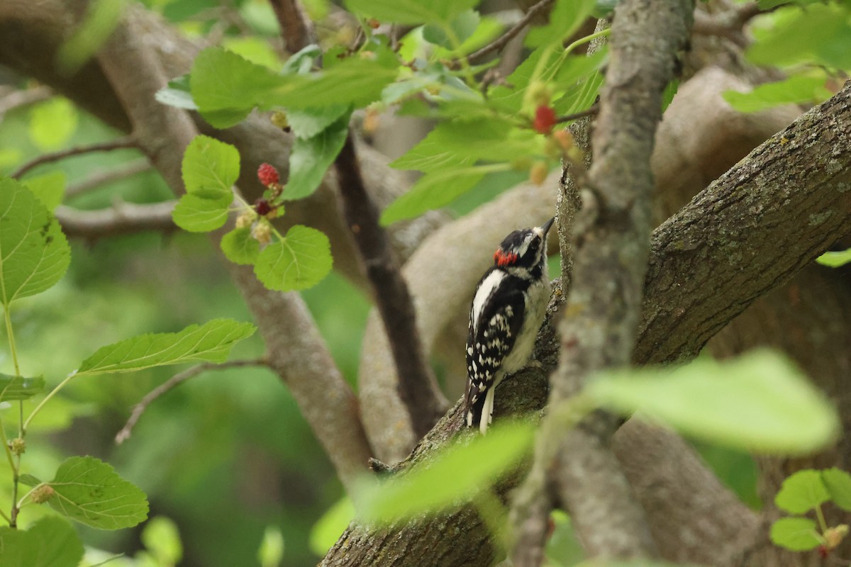 Downy Woodpecker - ML638509905