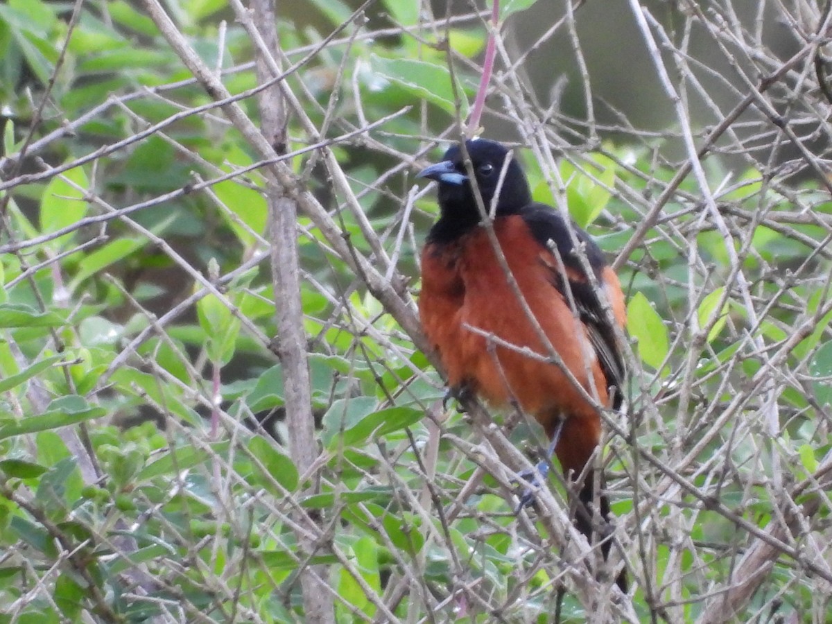 Orchard Oriole - ML638509915