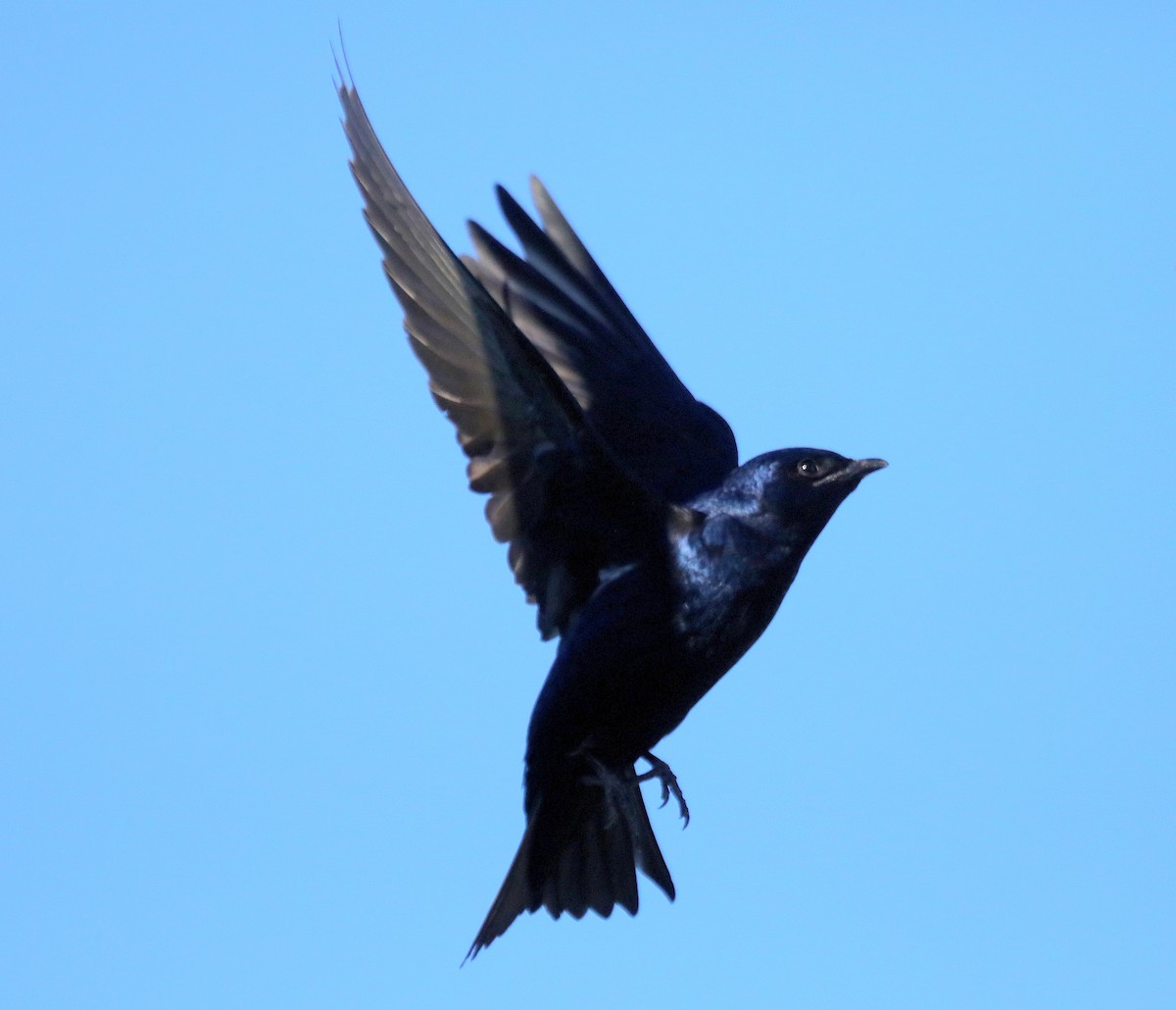Purple Martin - ML638509917