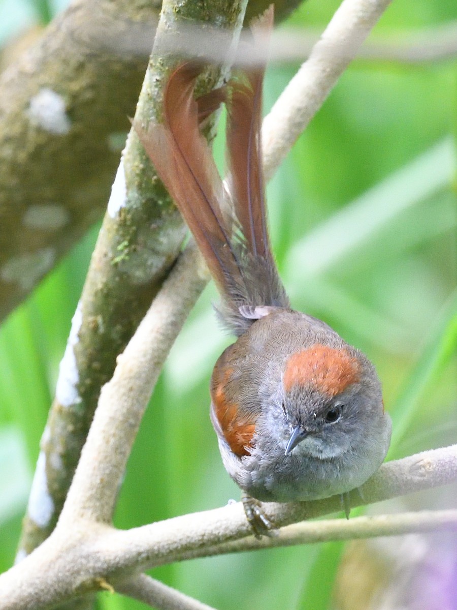 Azara's Spinetail - ML638509919