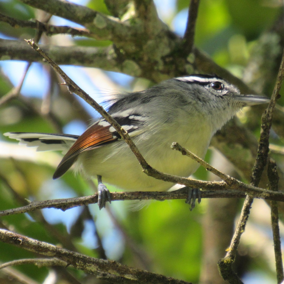 Rusty-winged Antwren - ML638509929