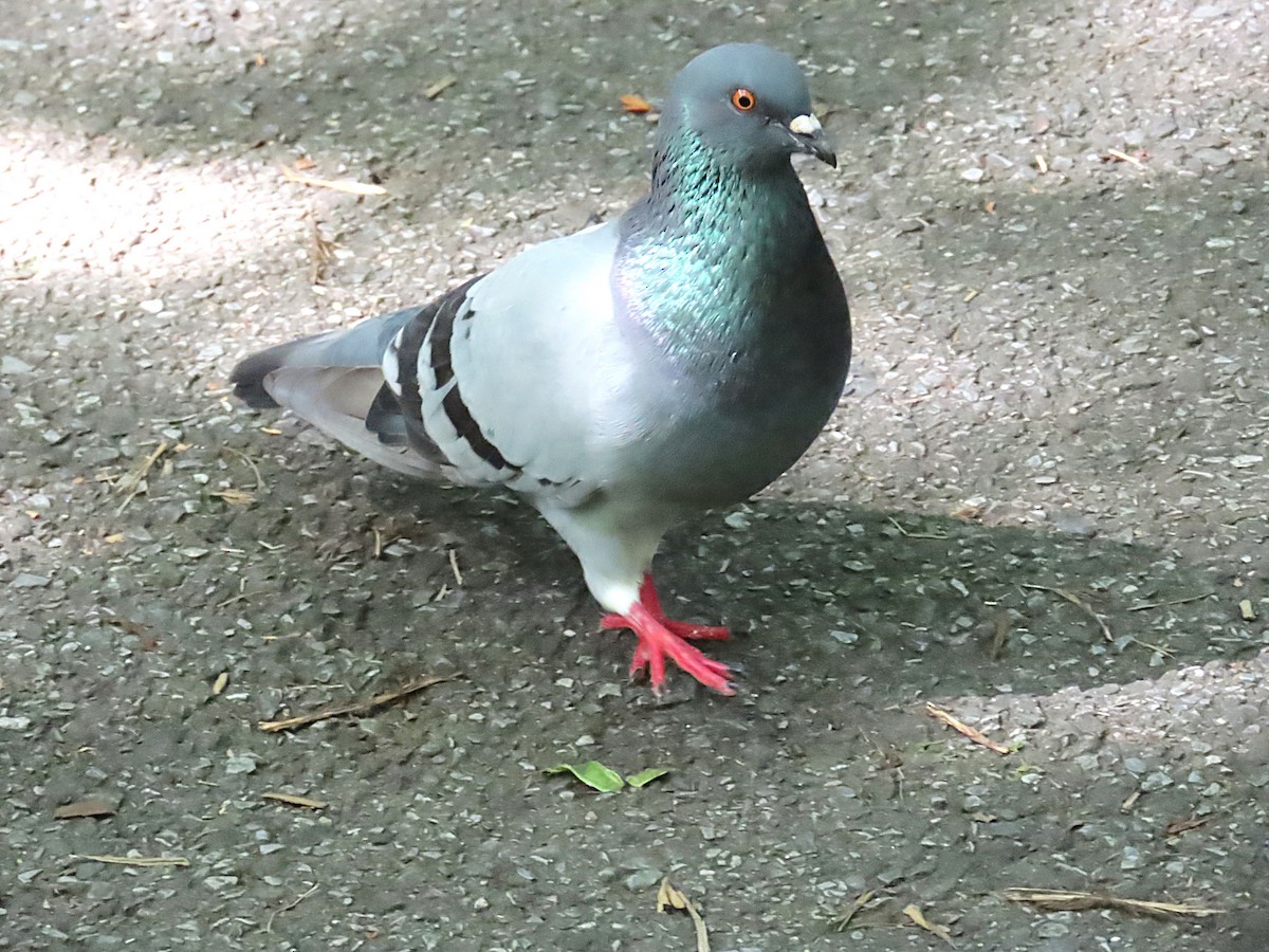 Rock Pigeon (Feral Pigeon) - ML638509930