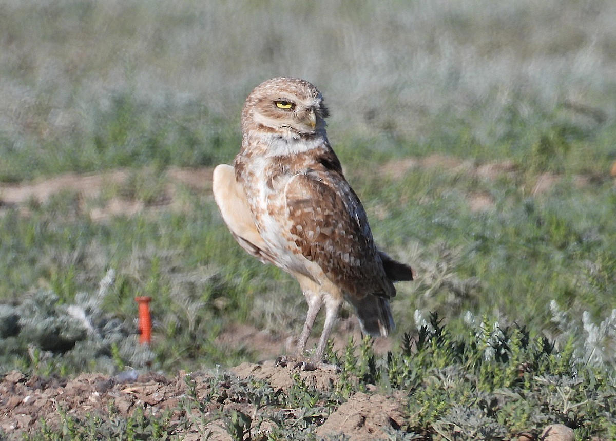 Burrowing Owl - ML638509932
