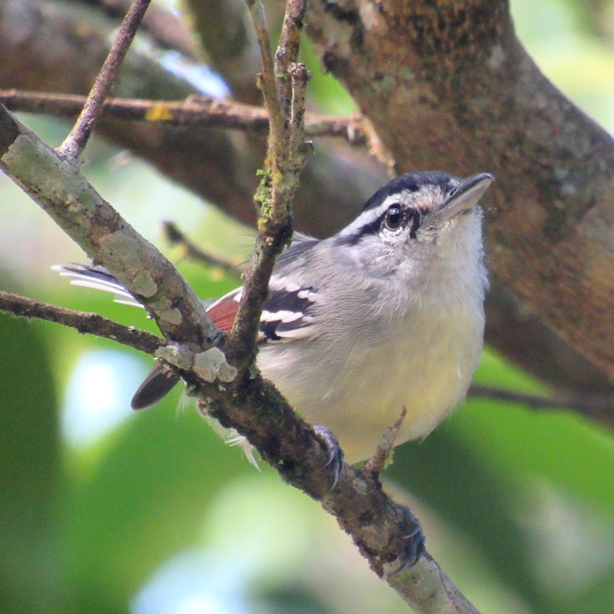 Rusty-winged Antwren - ML638509934
