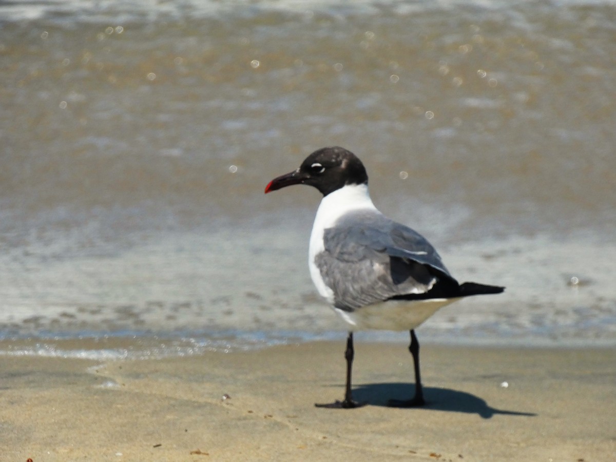 Laughing Gull - ML638509935