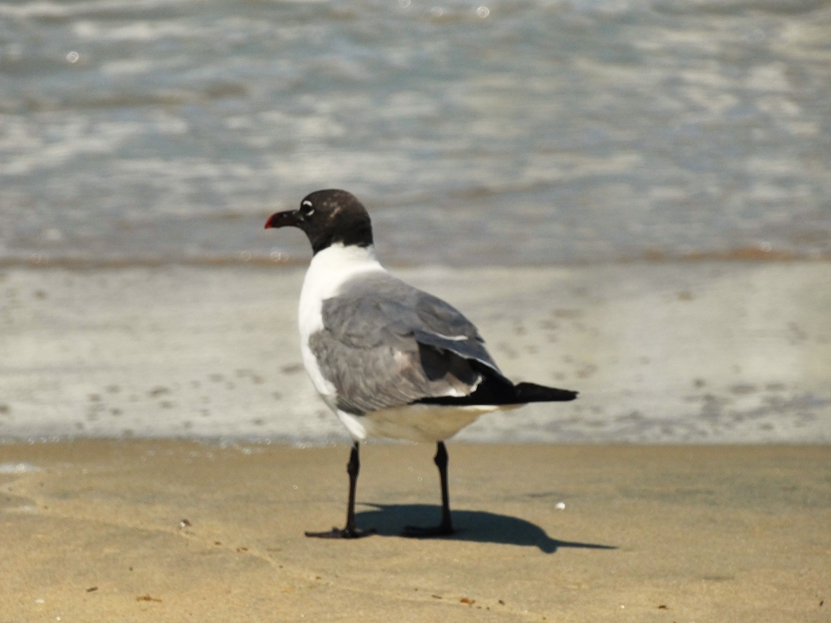 Laughing Gull - ML638509938
