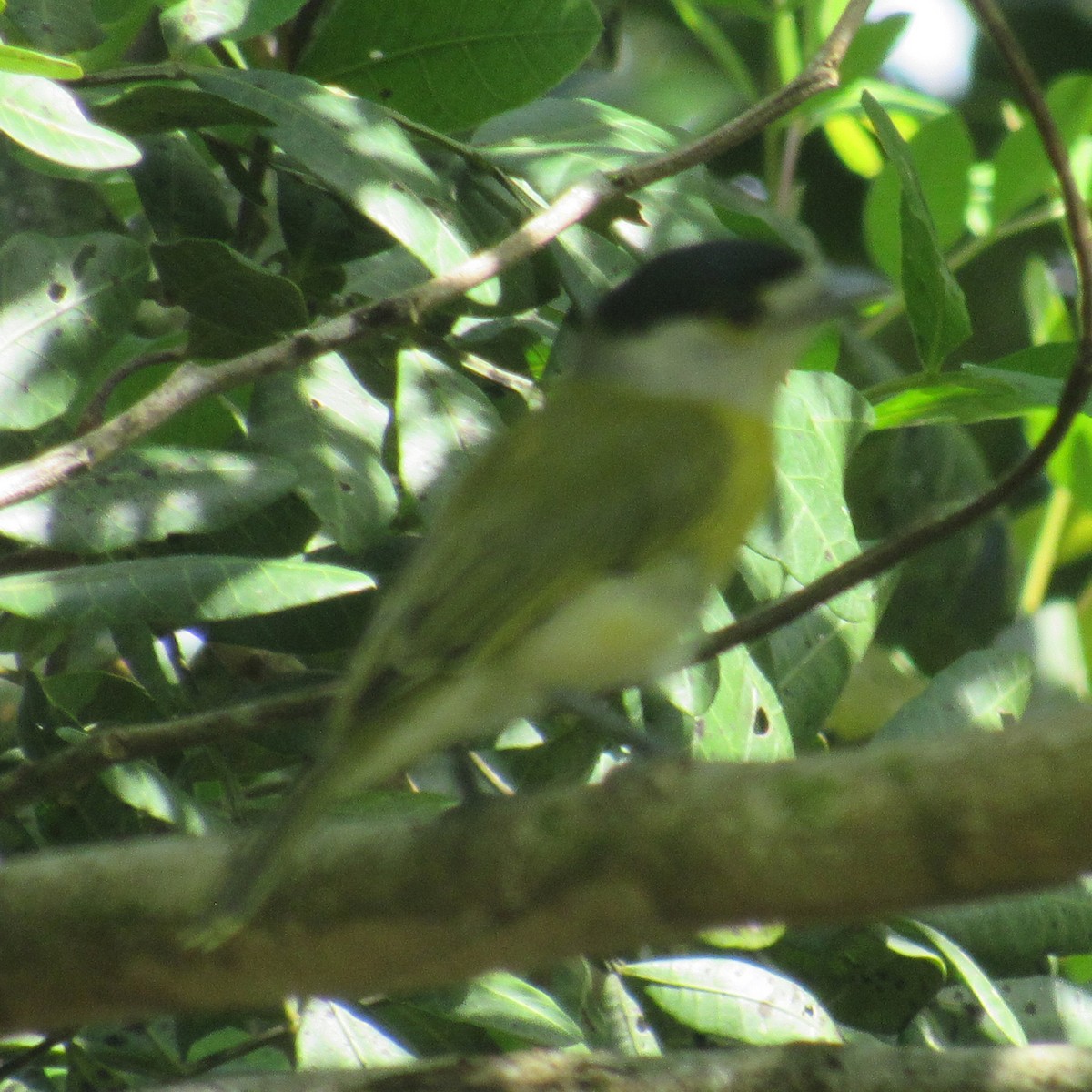 Green-backed Becard - ML638509949