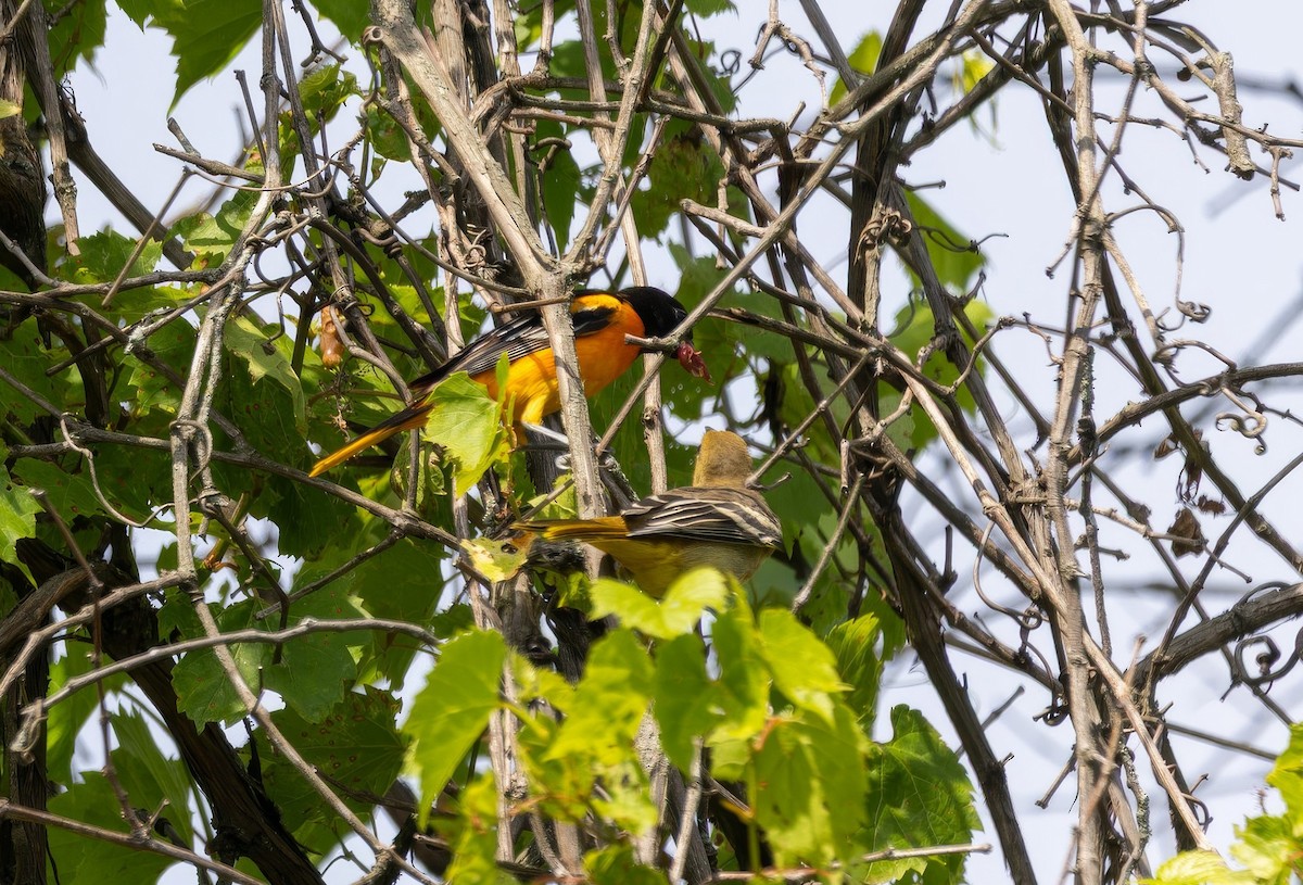 Baltimore Oriole - ML638509950