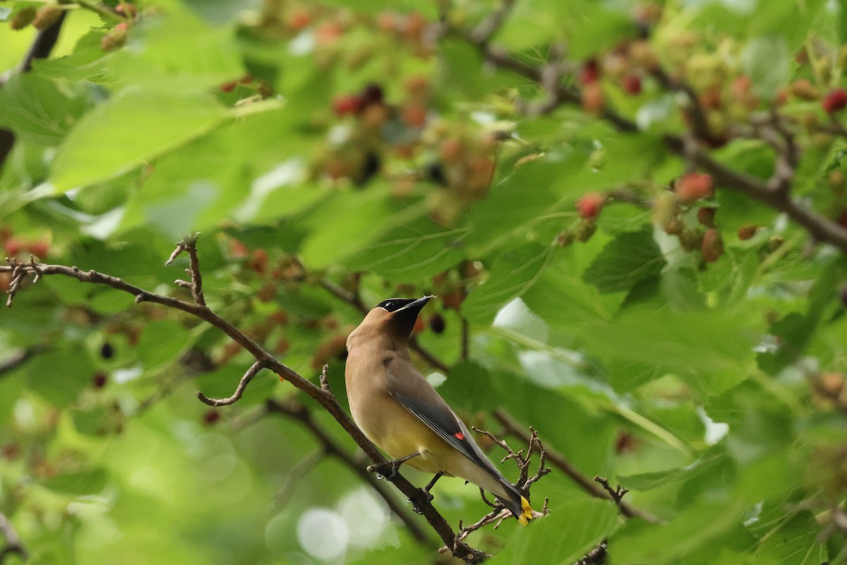 Cedar Waxwing - ML638509951