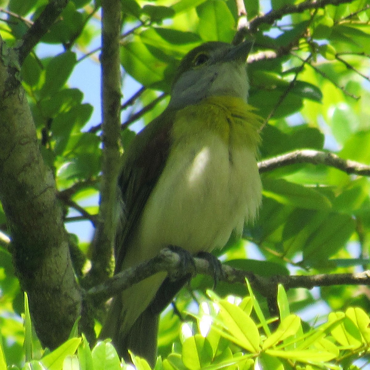 Green-backed Becard - ML638509954