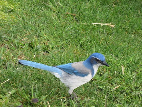 California Scrub-Jay - ML638509974