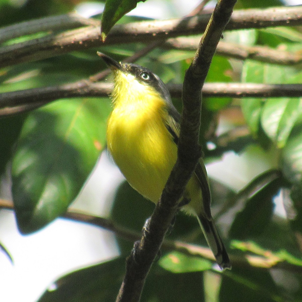 Common Tody-Flycatcher - ML638509976