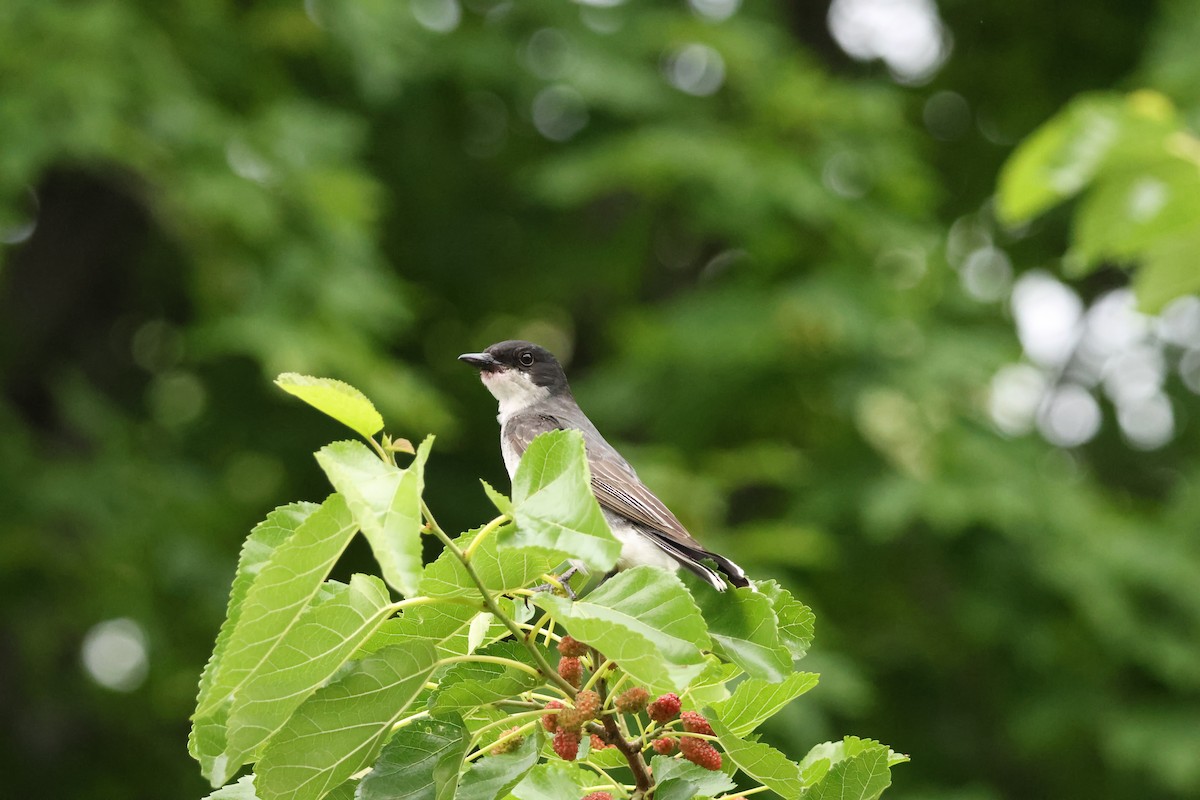 Eastern Kingbird - ML638509981