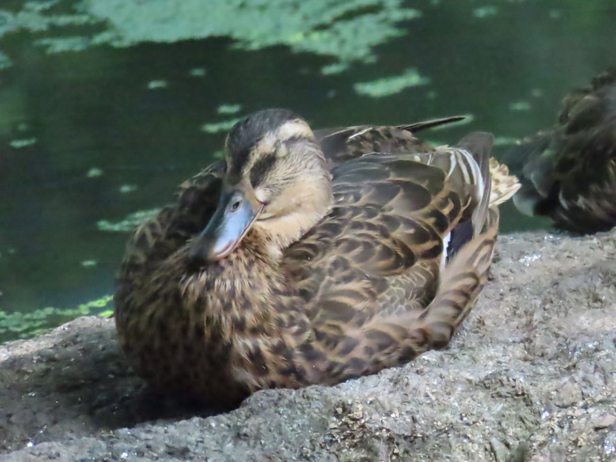 Stockente - ML638510012